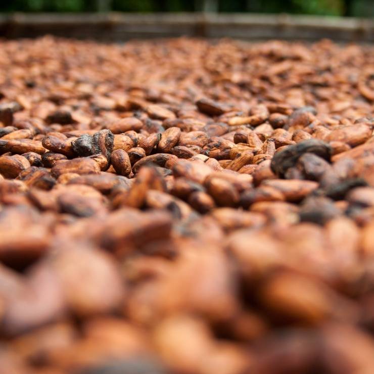 Cocoa beans sustainable harvesting UTZ